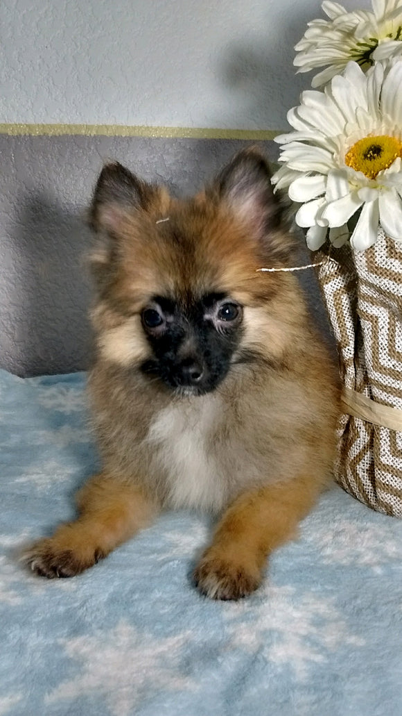 Pomeranian Puppy For Sale Fredericksburg OH Male Cody