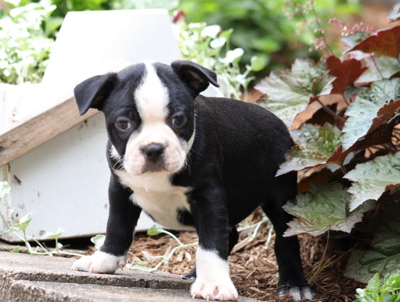 AKC Registered Boston Terrier For Sale Wooster, OH Male- Chip