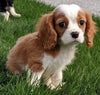 ACA Registered Cavalier King Charles Spaniel For Sale Millersburg OH Male -Tanner