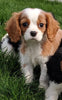 ACA Registered Cavalier King Charles Spaniel For Sale Millersburg OH Male -Tanner