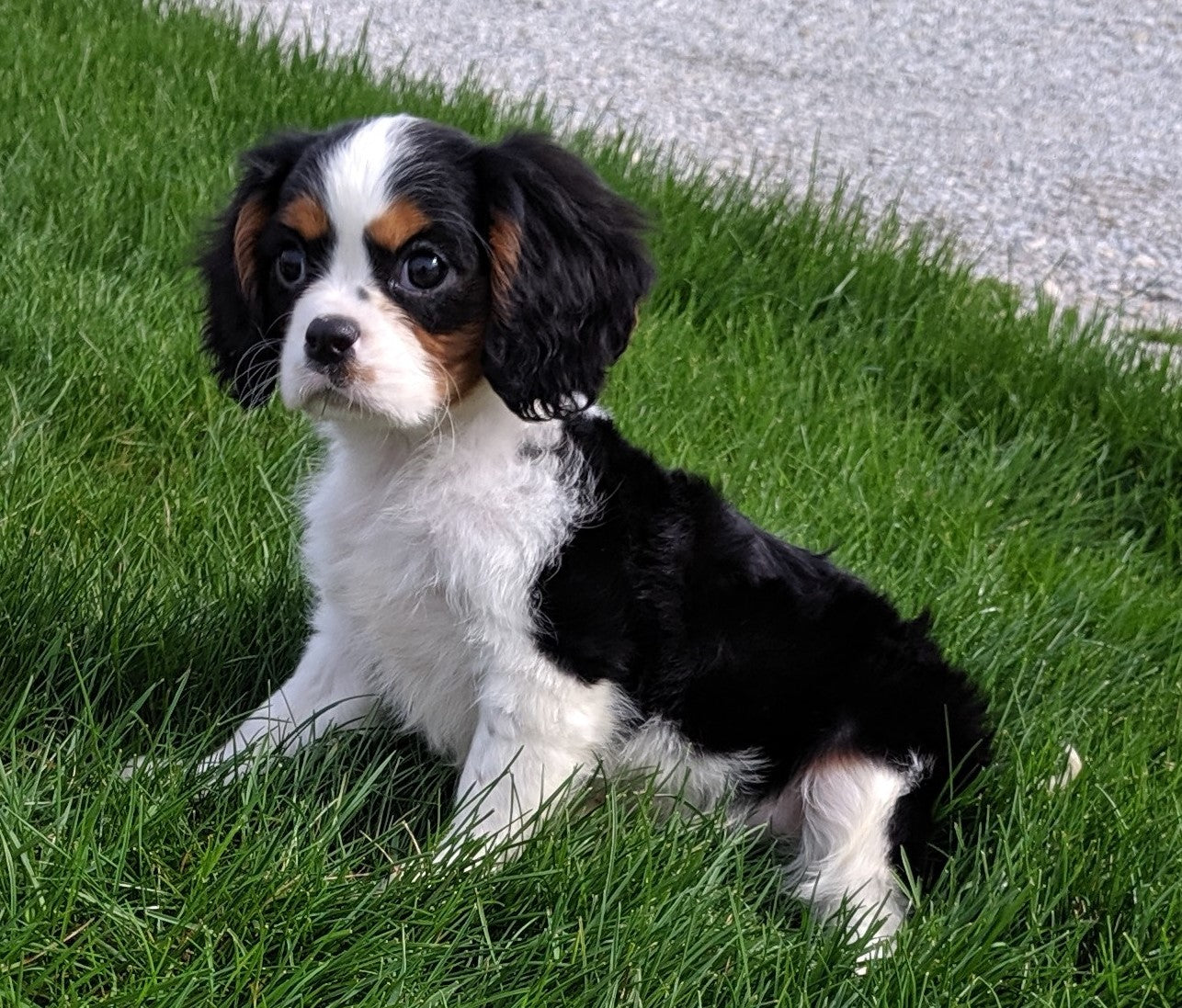 ACA Registered Cavalier King Charles Spaniel For Sale Millersburg OH M ...