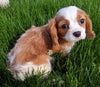 ACA Registered Cavalier King Charles Spaniel For Sale Millersburg OH Male -Tanner