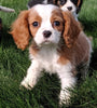 ACA Registered Cavalier King Charles Spaniel For Sale Millersburg OH Male -Tanner