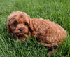 Cavapoo For Sale Millersburg OH Male Teddy