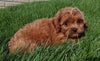 Cavapoo For Sale Millersburg OH Male Teddy