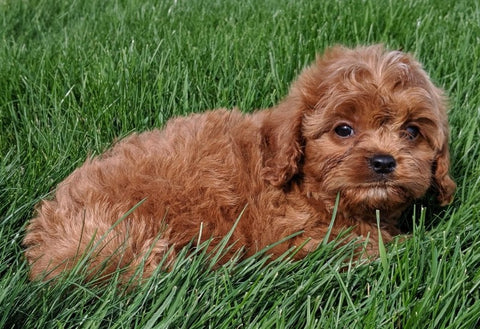 Cavapoo For Sale Millersburg OH Male Teddy