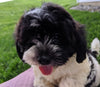 Shihpoo Puppy For Sale Millerburg OH -Female Sadie