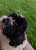 Shihpoo Puppy For Sale Millerburg OH -Female Sadie