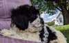 Shihpoo Puppy For Sale Millerburg OH -Female Sadie