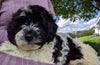 Shihpoo Puppy For Sale Millerburg OH -Female Sadie