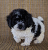 Shihpoo Puppy For Sale Millerburg OH -Female Sadie