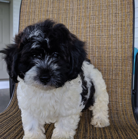 Shihpoo Puppy For Sale Millerburg OH -Female Sadie