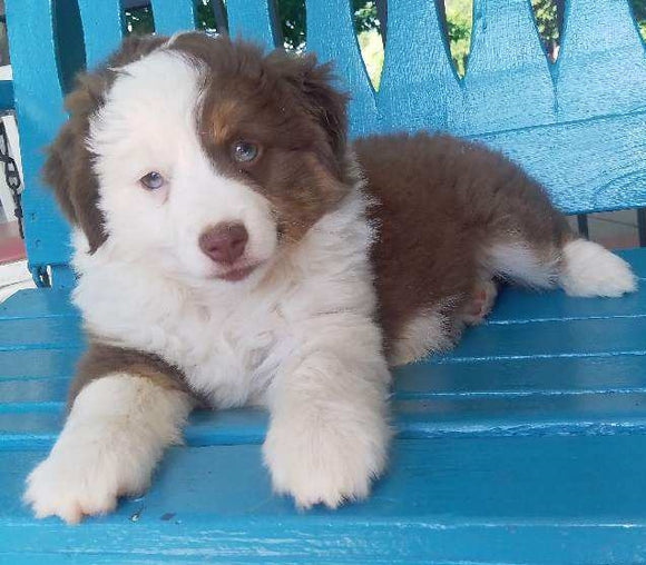 Mini Australian Shepherd For Sale Fredericksburg OH-Female Ruby