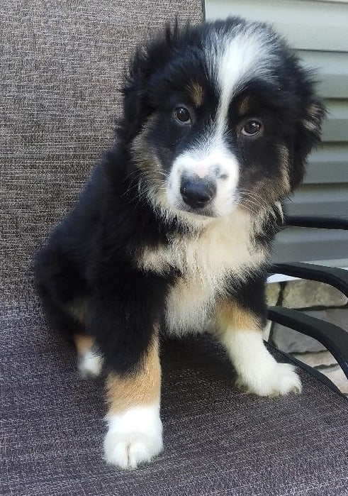 Mini Australian Shepherd For Sale Fredericksburg OH-Male Romeo