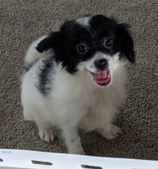 Shih-poo Puppy For Sale Millersburg OH -Female Sally