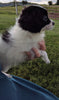 Shih-poo Puppy For Sale Millersburg OH -Female Sally