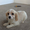 Cavachon For Sale Millersburg OH Female-Ruthie