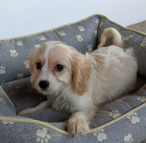 Cavachon For Sale Millersburg OH Female-Ruthie