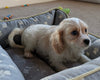 Cavachon For Sale Millersburg OH Female-Ruthie