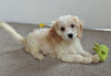 Cavachon For Sale Millersburg OH Male-Rufus