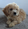 Cavachon For Sale Millersburg OH Male-Riley