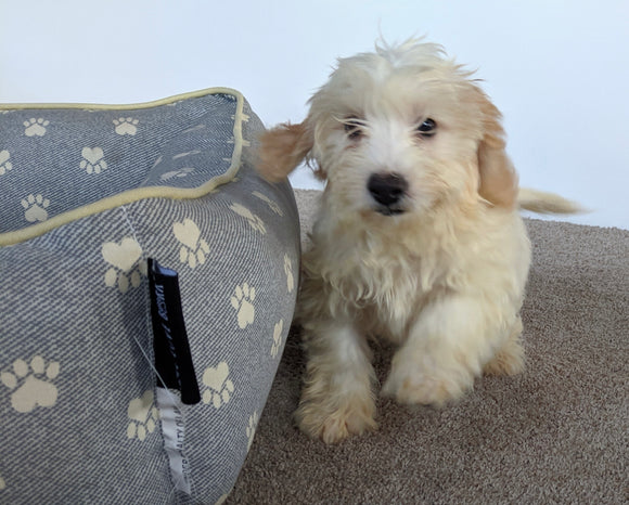 Cavachon For Sale Millersburg OH Male-Snoopy