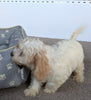Cavachon For Sale Millersburg OH Male-Snoopy