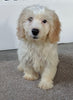 Cavachon For Sale Millersburg OH Male-Sparky