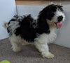 Cavachon For Sale Millersburg OH Male-Spencer