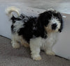 Cavachon For Sale Millersburg OH Male-Spencer