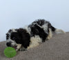 Cavachon For Sale Millersburg OH Male-Spotty