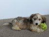 Cavachon For Sale Millersburg OH Female-Stacy