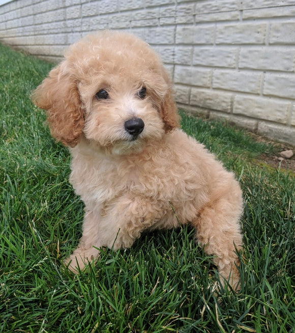 Mini Poodle For Sale Millersburg OH Female-Pearl