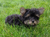 ACA Registered Yorkshire Terrier For Sale Millersburg OH Female-Zoey
