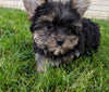 ACA Registered Yorkshire Terrier For Sale Millersburg OH Male-Zeke