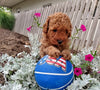 ICA Registered Mini Poodle for Sale Dundee OH Male-Leo