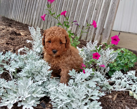 ICA Registered Mini Poodle for Sale Dundee OH Male-Leo