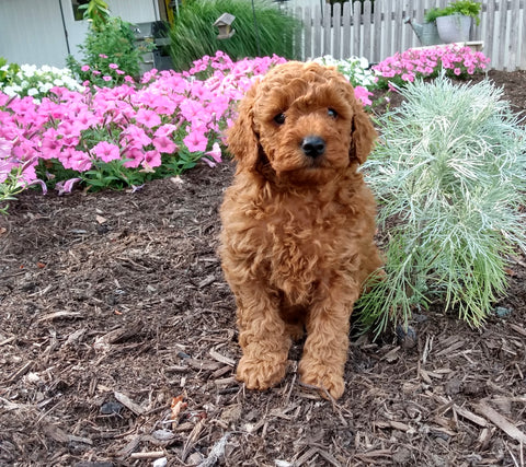 ICA Registered Mini Poodle For Sale Dundee OH Male-Lenny