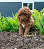 ICA Registered Mini Poodle For Sale Dundee OH Male-Franky
