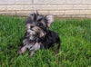 ACA Registered Yorkshire Terrier For Sale Millersburg OH Male-Zeke
