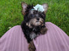 ACA Registered Yorkshire Terrier For Sale Millersburg OH Female-Zoey