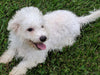 ACA Registered Bichon Frise Millersburg OH -Male Reese