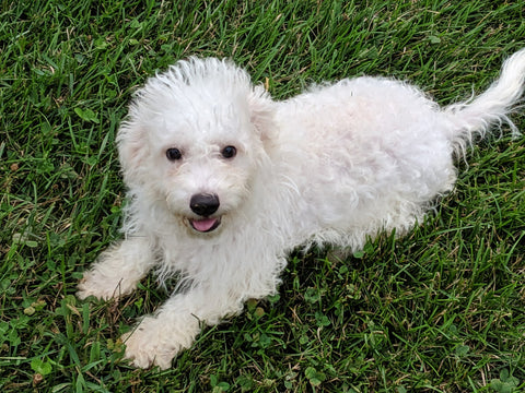 ACA Registered Bichon Frise Millersburg OH -Male Reese