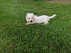 ACA Registered Bichon Frise Millersburg OH -Male Reese