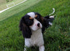 ACA Registered Cavalier King Charles Spaniel For Sale Millersburg OH Male-Toby