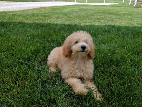 Mini Poodle For Sale Millersburg OH Male-Prince