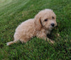 Poo-Chon For Sale Millersburg OH Male-Brody