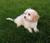 Cavachon For Sale Millersburg OH Male-Ricky