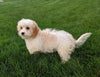 Cavachon For Sale Millersburg OH Male-Ricky