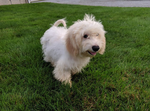 Cavachon For Sale Millersburg OH Male-Sparky